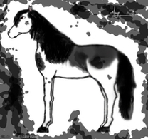 Моя работа (Photoshop) - Black&white horse